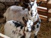 JALISKA (et sa maman SCARLETTE) - chèvre naine des Tourelles