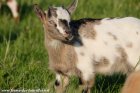 NOVELLA des Tourelles - chèvre miniature aux yeux bleus