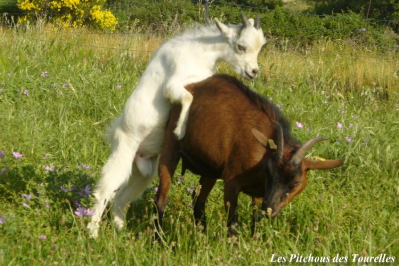 Aimant bébé chèvre : cadeau pour les amoureux des chèvres ou pour les  amoureux de la perte d'une chèvre, aimants mignons d'animaux de la ferme  pour casier ou réfrigérateur -  France