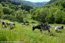 Chèvres miniatures des Tourelles au patûrage / pastoralisme