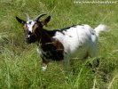 JANELLE - chèvre extra-naine des Tourelles