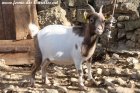 COOKIE - chèvre extra-naine des Tourelles