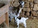 MAGELLAN des Tourelles - chevreau nain