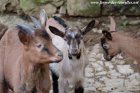 MABROUK des Tourelles - chevreau Alpin motte