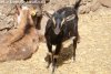 REGLISSE - chèvre miniature au domaine des Tourelles