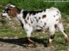 JALISKA des Biquettes en Folie - chèvre miniature dalmatienne