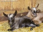 JUJITSU des Tourelles - chevreau Alpin