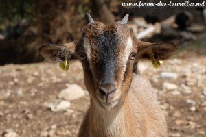 PALMYRE - chèvre miniature aux yeux bleus