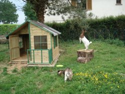 Cabane chèvres