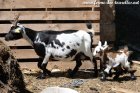 OSAKA des Tourelles - chèvre miniature - derrière sa maman JOYCE