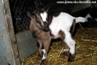 OLIVER des Tourelles - chevreau miniature aux yeux bleus