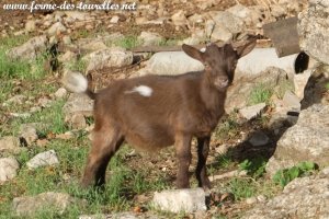 PACHA des Tourelles - chevreau miniature