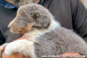 Mâle 1 des Tourelles - chiot Border Collie non LOF bleu / slate tricolore