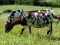 Toutes les chèvres tricolores et quadricolores des Tourelles