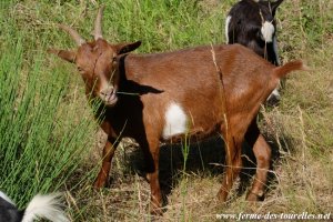 LOUPIA - chèvre semi-naine des Tourelles