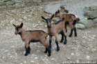 MARIANA - MABELLE - MALOUETTE des Tourelles - chevrettes Alpines