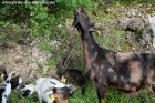 LARA - chèvre semi-naine des Tourelles