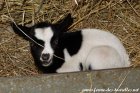 OXANNA des Tourelles - chevrette miniature aux yeux bleus