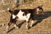 READY des Tourelles - bouc miniature motte aux yeux bleus
