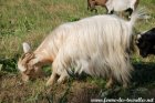 MILINE des Tourelles - chèvre miniature à poils longs