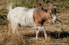 LASSIE des Tourelles - chèvre miniature extra-toy à poils mi-longs