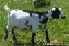 HARMONY des Tourelles - chèvre extra-naine