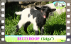 Diaporama You Tube de BETTYBOOP des Tourelles - chevrette miniature