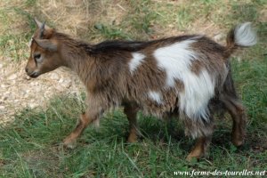 NYMPHETTE des Tourelles - chèvre miniature, à poils longs ?