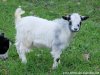 JOHANNA - chèvre extra-naine des Tourelles