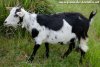 PIROUETTE des Tourelles - chèvre miniature