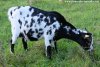 INAÏS - chèvre miniature dalmatienne des Tourelles
