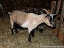 ILDA - chèvre naine des Tourelles