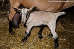 LARRY des Tourelles - chevreau Alpin