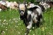 LOUSTIC de Talyna - bouc miniature aux yeux bleus des Tourelles LOUSTIC de Talyna - bouc nain aux yeux bleus des Tourelles