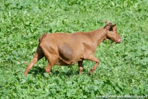 ERICA - chèvre naine des Tourelles