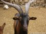 COMEDIEN - bouc Alpin COMEDIEN - bouc Alpin