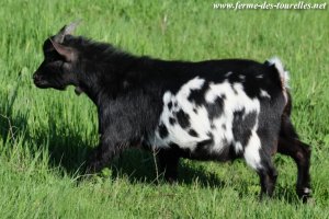 MAESTRO des Tourelles - bouc miniature