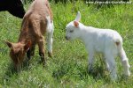 (Muffin et) MARGARITA des Tourelles - chevrette naine aux yeux bleus, semi angora