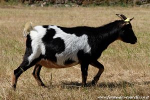 FANCY - chèvre miniature des Tourelles