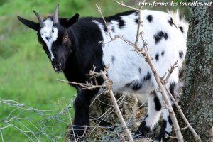 IANA - chèvre miniature des Tourelles