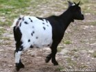 IANA - chèvre naine des Tourelles