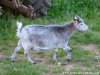 HOLLY des Tourelles - chèvre extra-naine