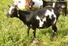 FLOCONETTE - chèvre miniature extra-naine des Tourelles