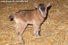 PTITLOUP des Tourelles - chevreau miniature aux yeux bleus