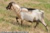 JUMP - bouc miniature au domaine des Tourelles
