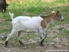 GRIOTTE - chèvre toy des Tourelles GRIOTTE - chèvre toy des Tourelles