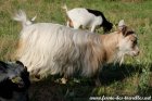 MILINE des Tourelles - chèvre miniature à poils longs