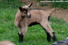 SABAYON des Tourelles - chevreau alpin