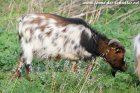 OKAPI des Tourelles - bouc miniature dalmatien