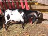 GEPETTO - bouc toy des Tourelles GEPETTO - bouc toy des Tourelles